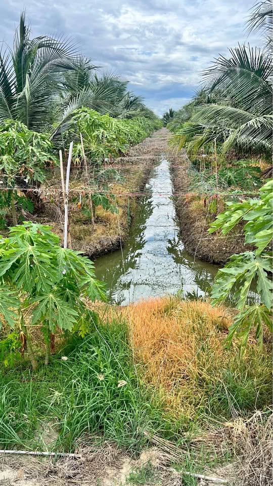 สวนมะพร้าวน้ำหอม บางแพ ราชบุรี