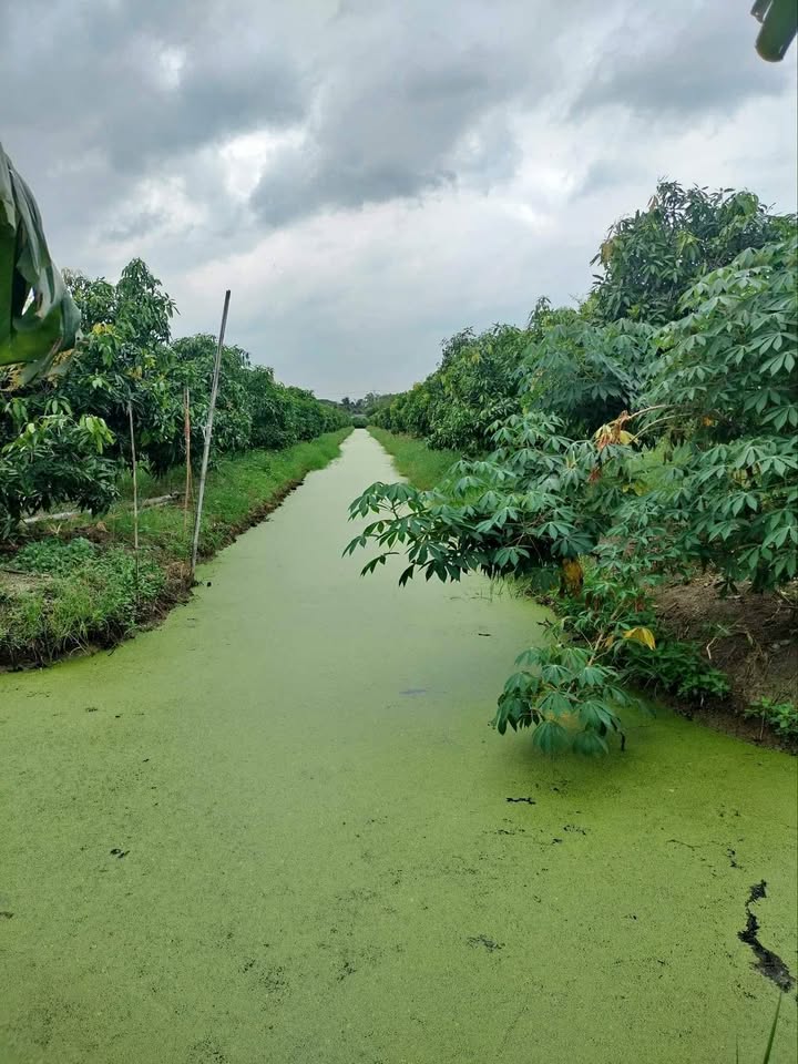 สวนมะม่วงแบ่งขาย 1-2 ไร่ บ้านแพ้ว สมุทรสาคร