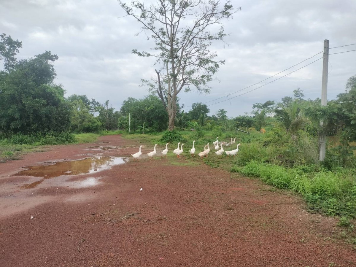 รูปที่ 4